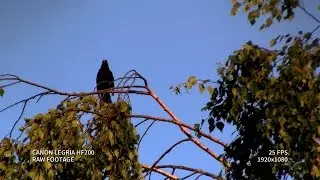 Canon LEGRIA HF200 | Full HD Video Test | 1080p | Part 1