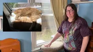 My Cats Have Used This Cat Bed For Over 10 Years