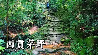 西貢茅坪，路邊兩旁大樹參天，盛夏也有陣陣涼風，風景超美，金色陽光從樹頂灑落，照亮下面綠蔭小徑，漫步、影相打卡的好地方【2025-07-26】