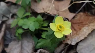 Spreading Globeflower (Trollius laxus) | Threatened Thursday