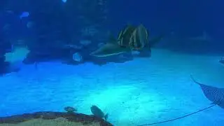Обыкновенный пятнистый орляк (лат. Aetobatus narinari)