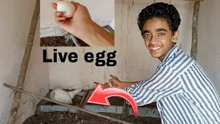 Turkey 🦃 bird ka live egg dekha ☺️