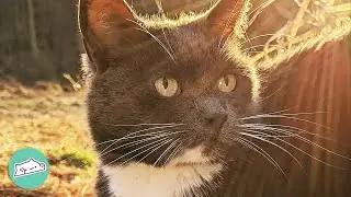 Rescue Cat Loves Going On Picnics With New Mom | Cuddle Cats