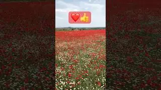 ARMENIAN, POPPIES #beautiful#shorts#travel#views#subscribe
