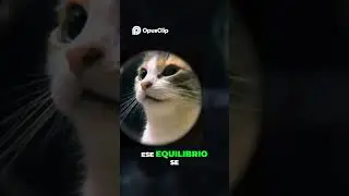 El Prop&oacute;sito de la Fuerza  Equilibrio C&oacute;smico y Tikun Olam