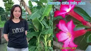 Chuyện cười tiếu lâm hay nhất, những tình huống khó đỡ, giọng kể miền tây cực hài