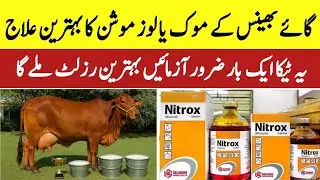 Best Treatment for Cattle Diarrhea | Stop Loose Motion in Dairy Animals Fast