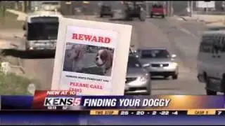 A Great Lost Dog Recover Story From LostMyDoggie.com
