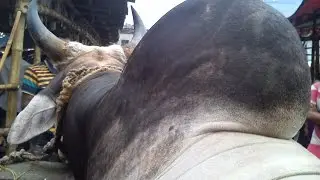 Sylhet Kazir Bazar Fighter Bull (2015) Monuraj / Number 1