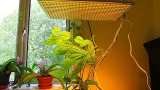 Relassy LED Plant Grow Light 338 LEDs Sunlike Full Spectrum - UNBOXING Installation & Initial Review