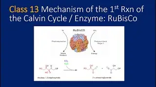 Mechanism of the First Reaction in the Calvin Cycle / Enzyme: RuBisCo