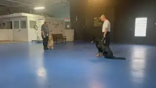 Dog Training Tips:  How do I walk my dog away from another dog?