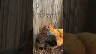 Gossip chickens | | #memes #shortvideo #comedy #funny #cute  #chicken #shorts
