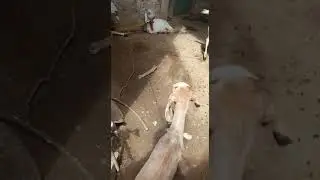 Easy Goats Farming #life #nature #viral #viralvideo #farming #animal