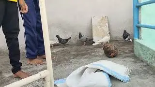 dove bird rescue done now it's on over terrace #trending #viralvideo #viral #dboss