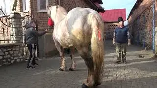 Caii lui Celo de la Brateiu, Sibiu - 2025 Nou!!!