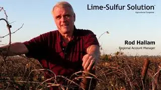 Control Powdery Mildew on Grapes with Lime-Sulfur Solution
