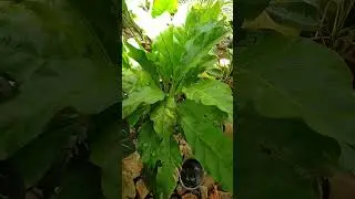 Halaman Lover #shorts  #indooroutdoorplants #nature #indoorplants #trendingshorts  #shortsfeed