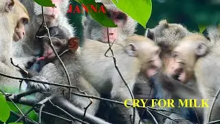 JANNA CRY & SCREAMING ANGRY TO MOM JANE DOESN'T GIVE MILK TO HER |