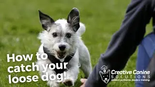 STOP Chasing Your Escape Artist Dog!