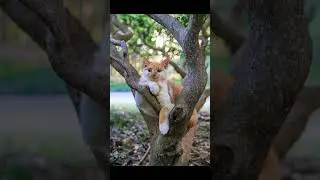 Slow Steps, Quick Shots from CatTaiji_Official