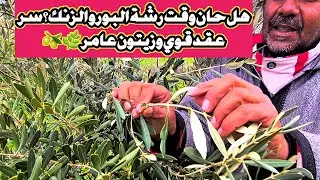 هل حان وقت رشة البور والزنك؟ سر عقد قوي وزيتون عامر 🌿🫒