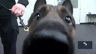 K9 to receive protective body armor