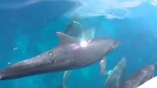 Spinner Dolphins (Stenella longirostris)