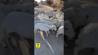 رحلة الى رشاد بلاد الفحوس الحباب