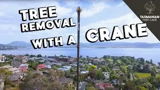 Tree removal using a Crane