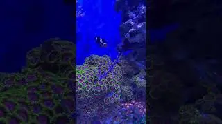 Aquamart #coral #zoanthids #reels #subscribe #share #like