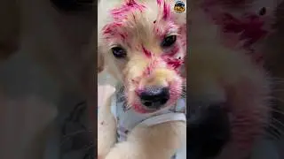 This Puppy and Cat Are the Ultimate Chaos Duo 😂🔥