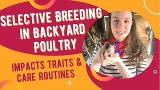 Selective Breeding In Backyard Poultry: Extra Care and Desired Traits