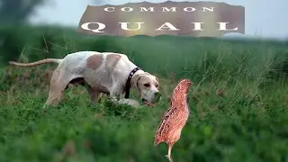 Quail hunting / Batair Ka Shikar / Common Quail Hunting @ExplorePotohar