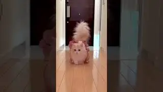 cute cat 🐱 #short #shortsfeed #shorts #viral #viralshorts #awwanimals #cat #viralshort #shortvideo