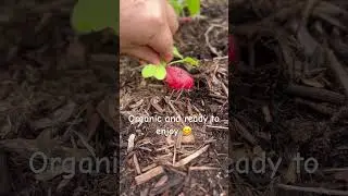 Fresh radishes taste better from the garden