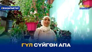 ГҮЛ СҮЙГӨН АПА