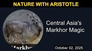 Unveiling Central Asia's Markhor Magic | Nature with Aristotle
