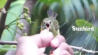 Banana For Sunbird Food