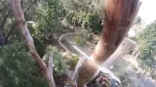 123,  a dead stringy bark tree.