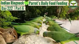 Indian Ringneck Parrot Daily Food Feeding🌲| Day 222 | Part 6
