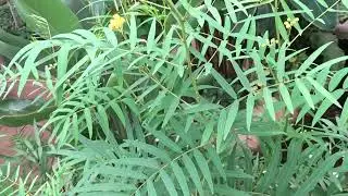 Senna alexandrina