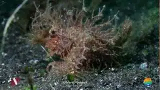 Muck Diving in Lembeh Strait Episode 50