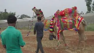 Camel Theme Park Open Shortly At Bengaluru More Information  7411799003