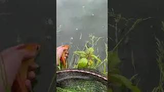 Extremely rare golden tench 🤤
