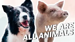 What Is SPECIESISM? | LIVEKINDLY
