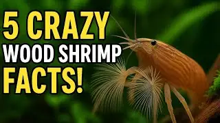 Fascinating Wood Shrimp Facts! 🦐 Filter-Feeding Shrimp for Tropical Aquariums + Strange Insect!