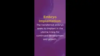 Do You Know What Happens After a Day-5 Embryo Transfer?