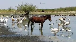 Ethiopia - Lake Ziway - spectacular birds
