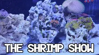 The War on Hair Algae Is Almost over! | Saltwater Reef Aquarium
